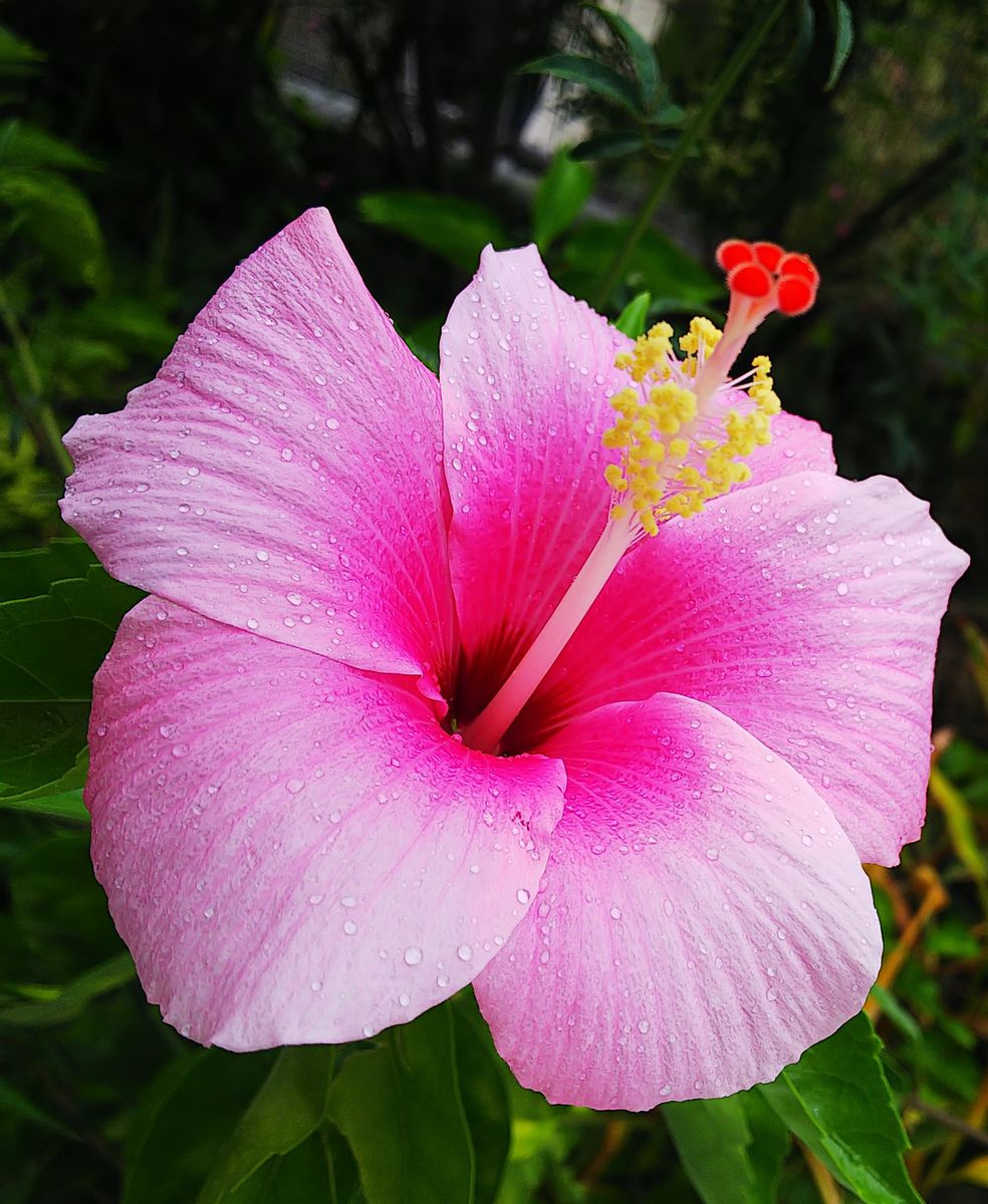 夏の花