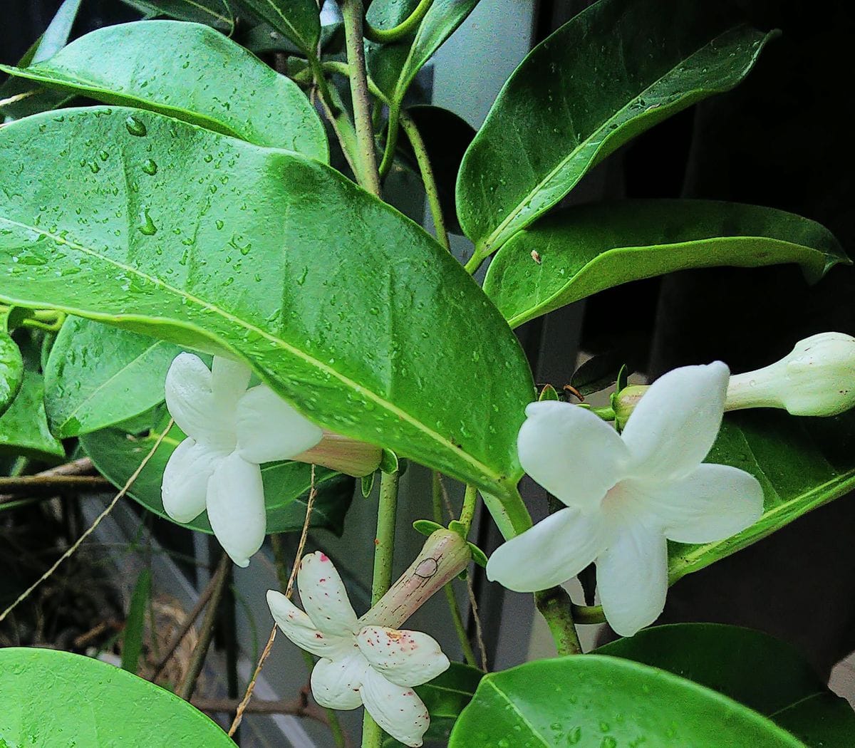 夏の花