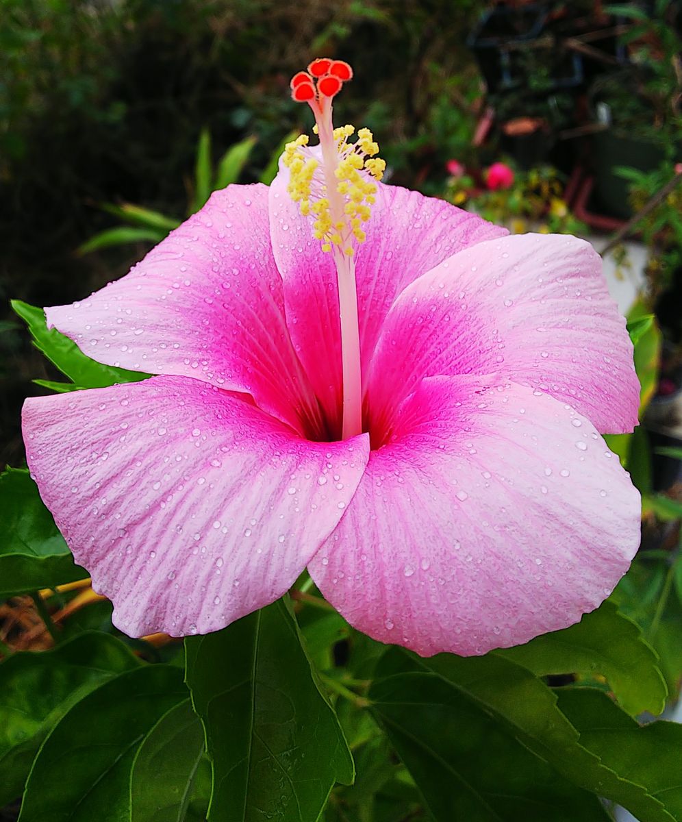 夏の花