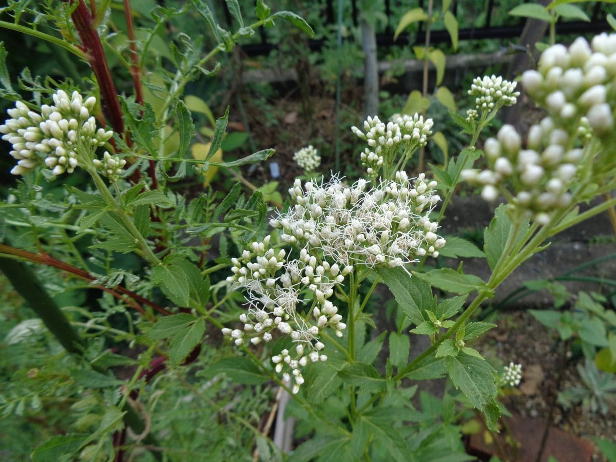 白いお花たち