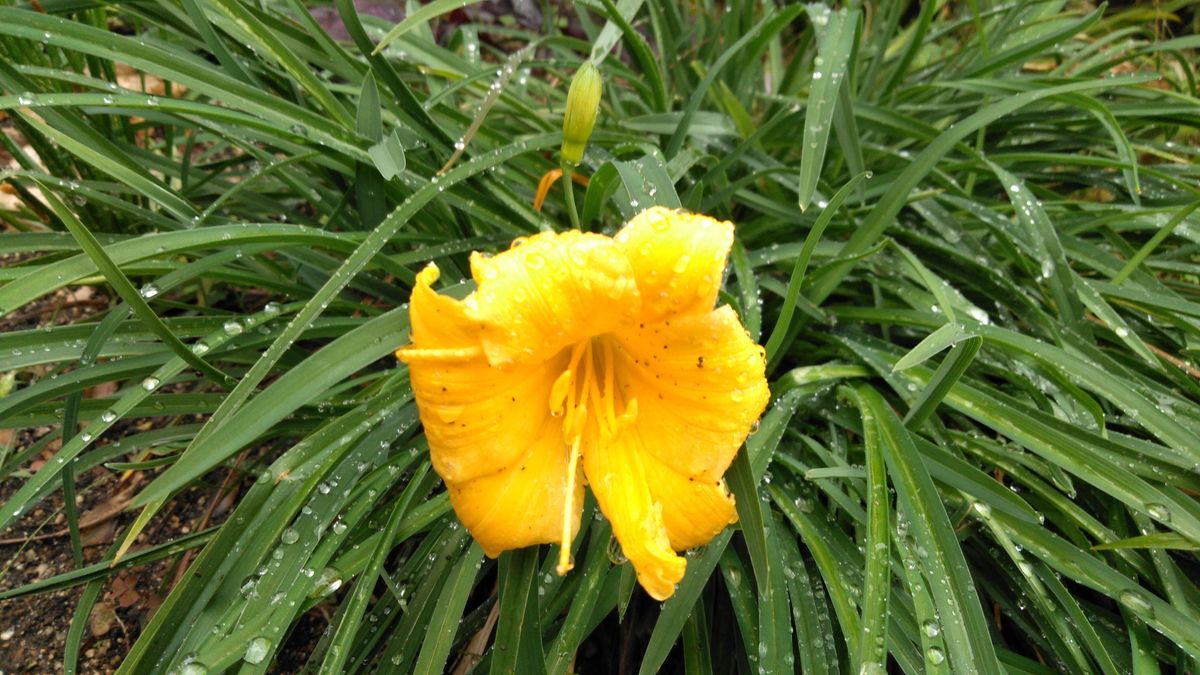 雨上がりのお庭で