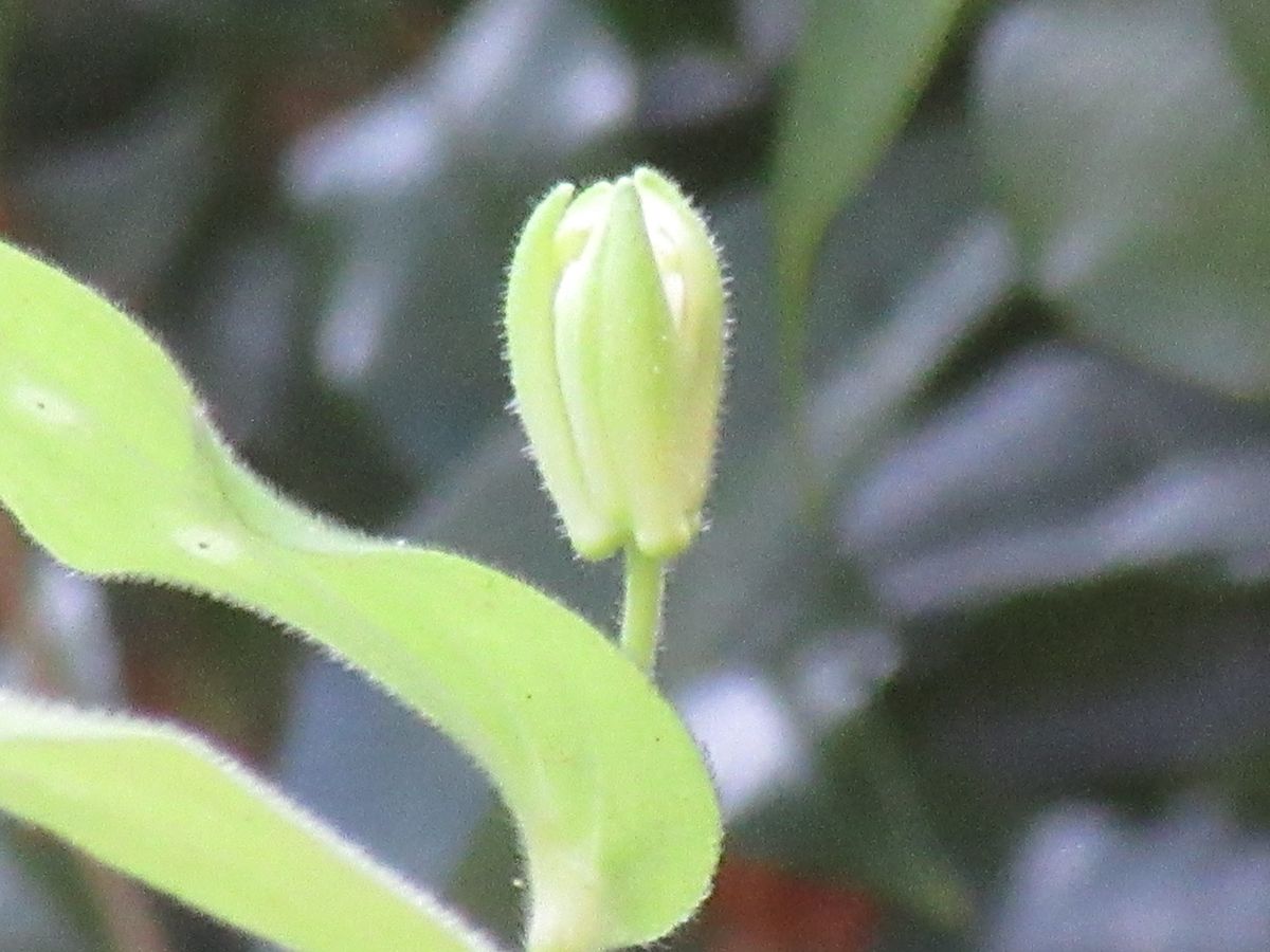 由愛（ゆめ）の花日記♪