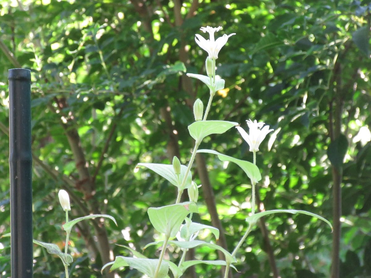 由愛（ゆめ）の花日記♪