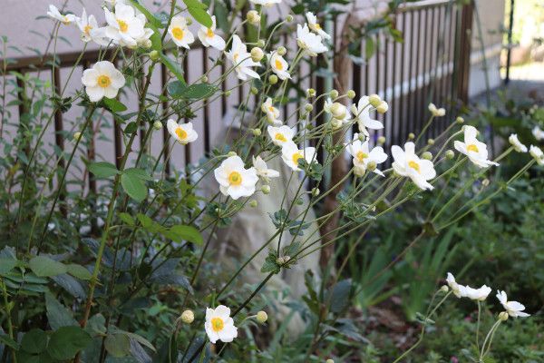 日陰通路の秋明菊