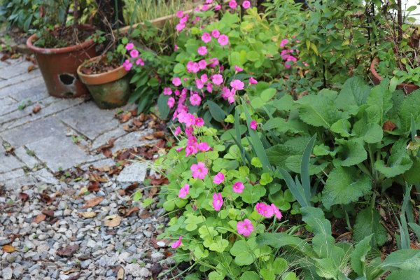 日陰通路の秋明菊