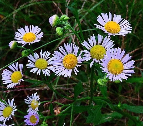 野に咲く花～野菊