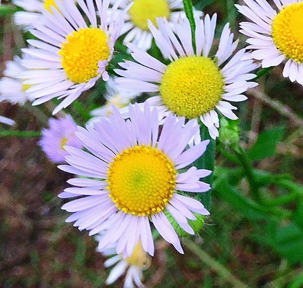 野に咲く花～野菊