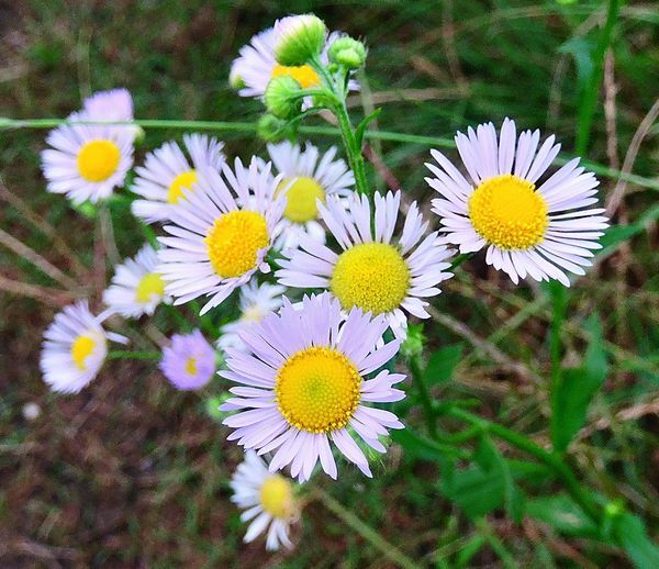 野に咲く花～野菊