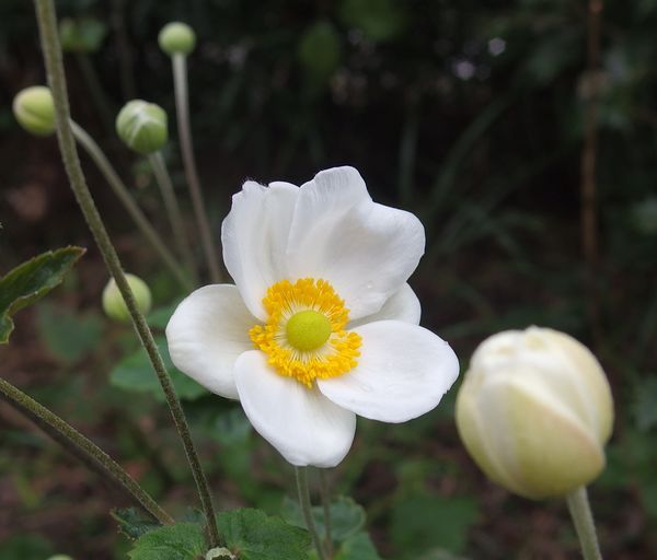 やっと開花～秋明菊