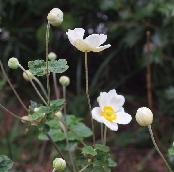 やっと開花～秋明菊