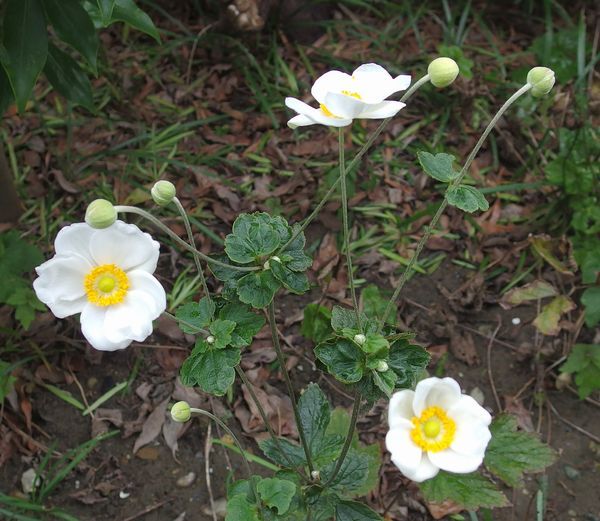 やっと開花～秋明菊