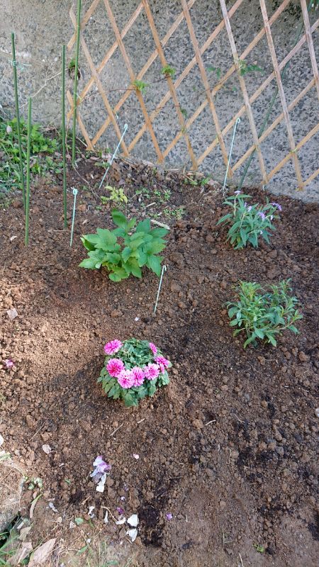 植えましたの💕