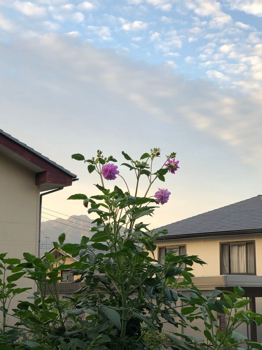 皇帝ダリア八重が9月末より開花し始めました。