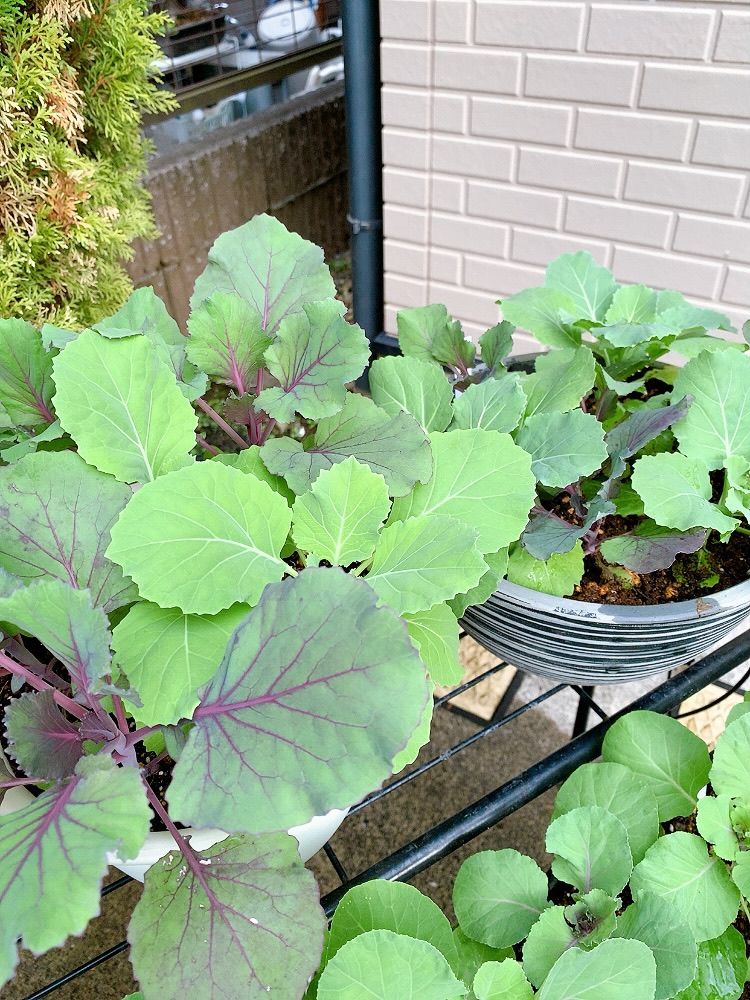 雨の一日でした☔️（2枚目に虫画像アリ⚠️）