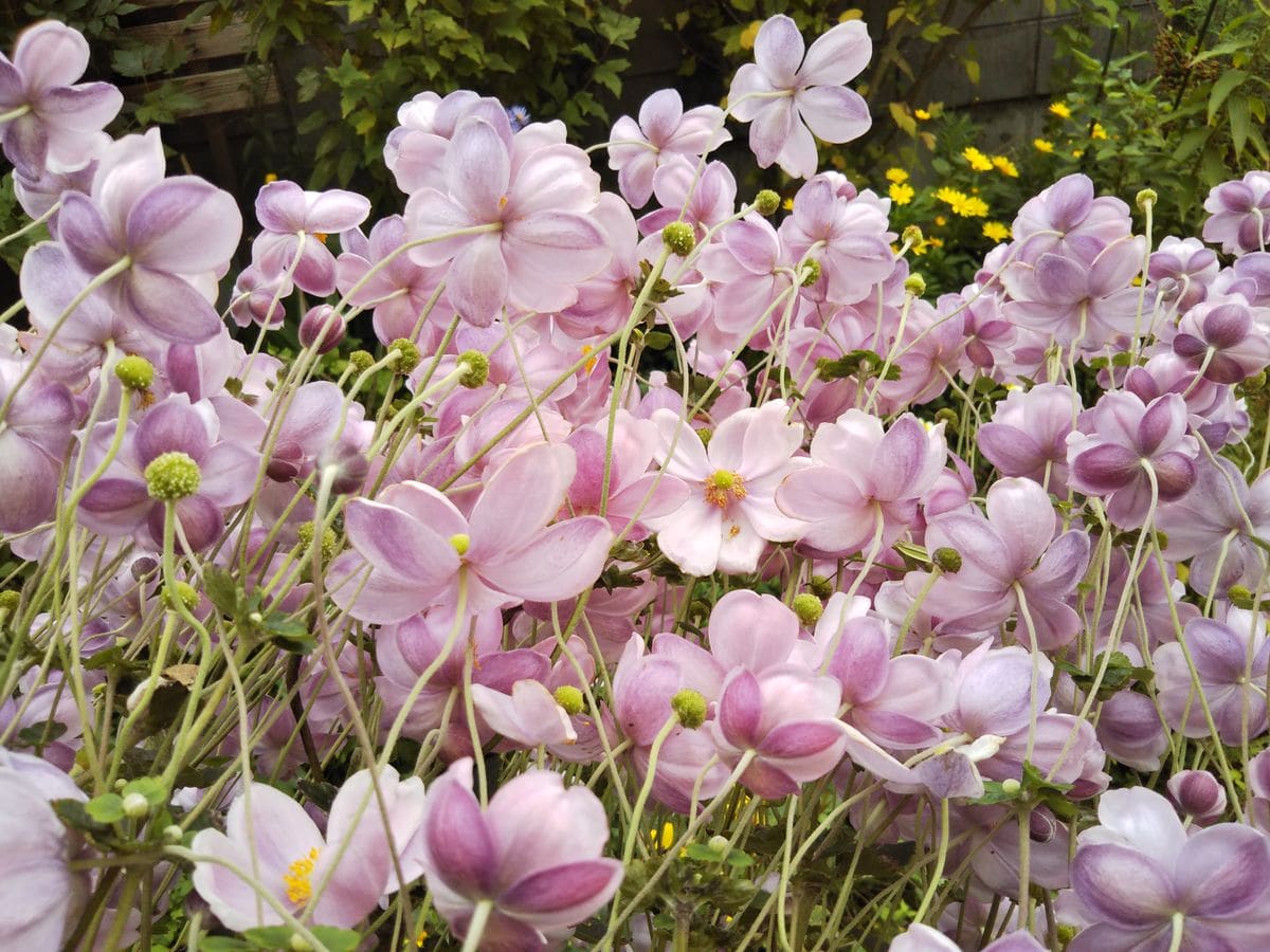 お花で癒されたいっ😆