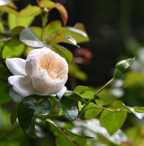 今日の一花　アリアドネ