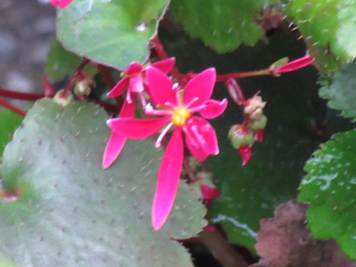 由愛(ゆめ)の花日記♪