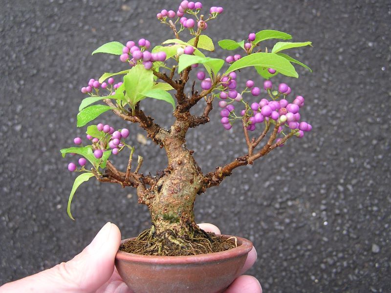 ムラサキシキブ　紫式部　ミニ盆栽