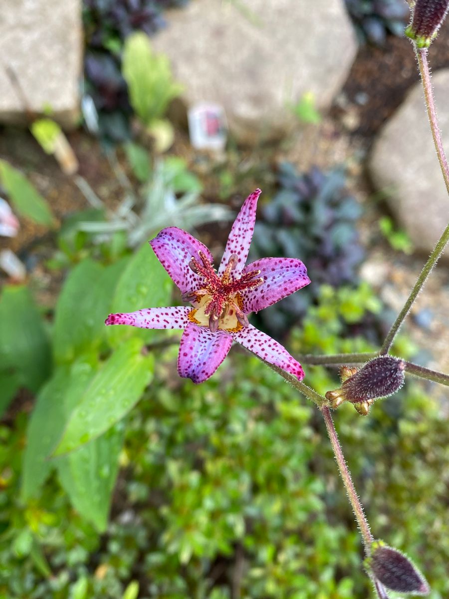 今日の花と？