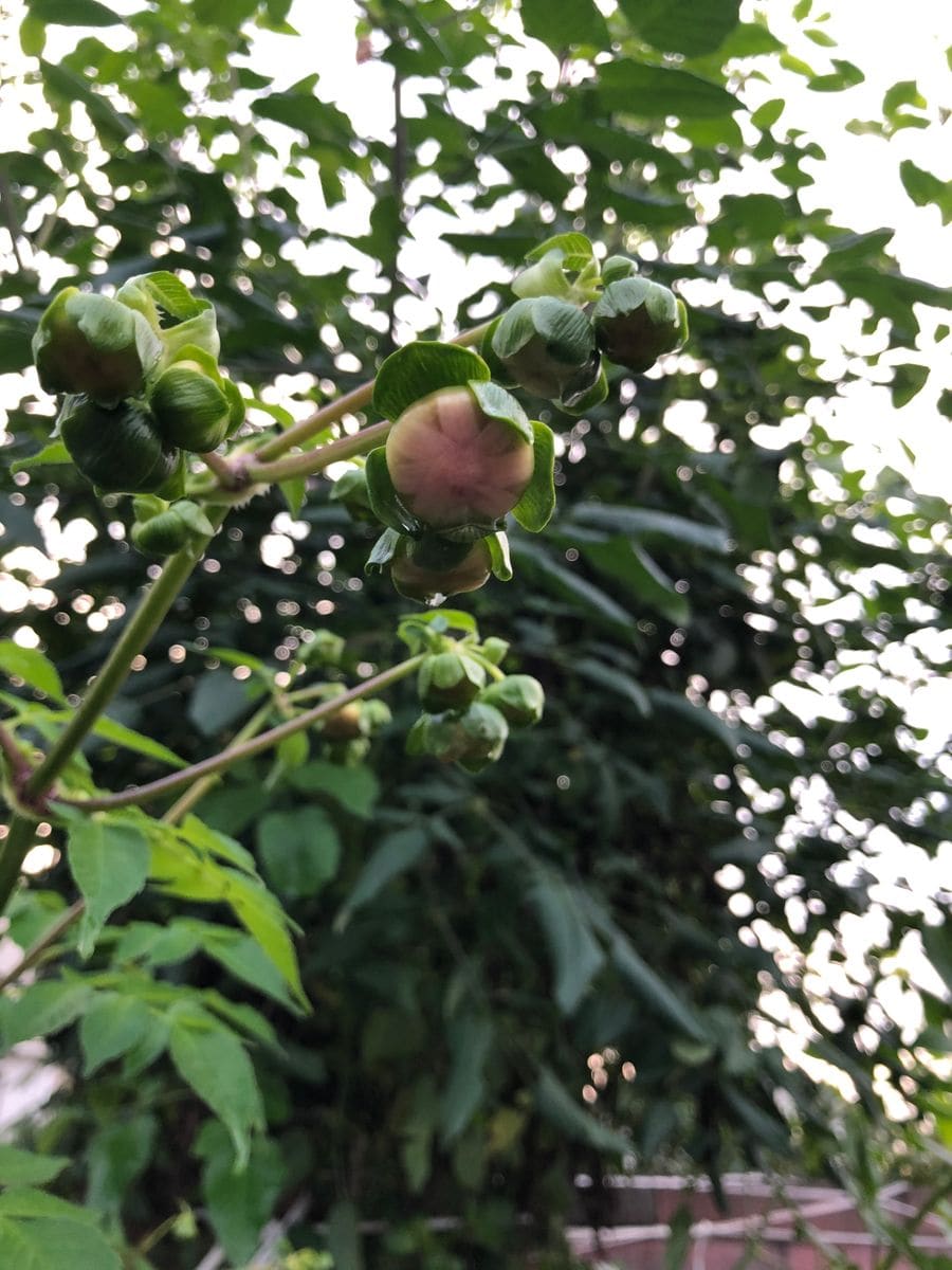 5粒の種からの闘い…開花待ち！