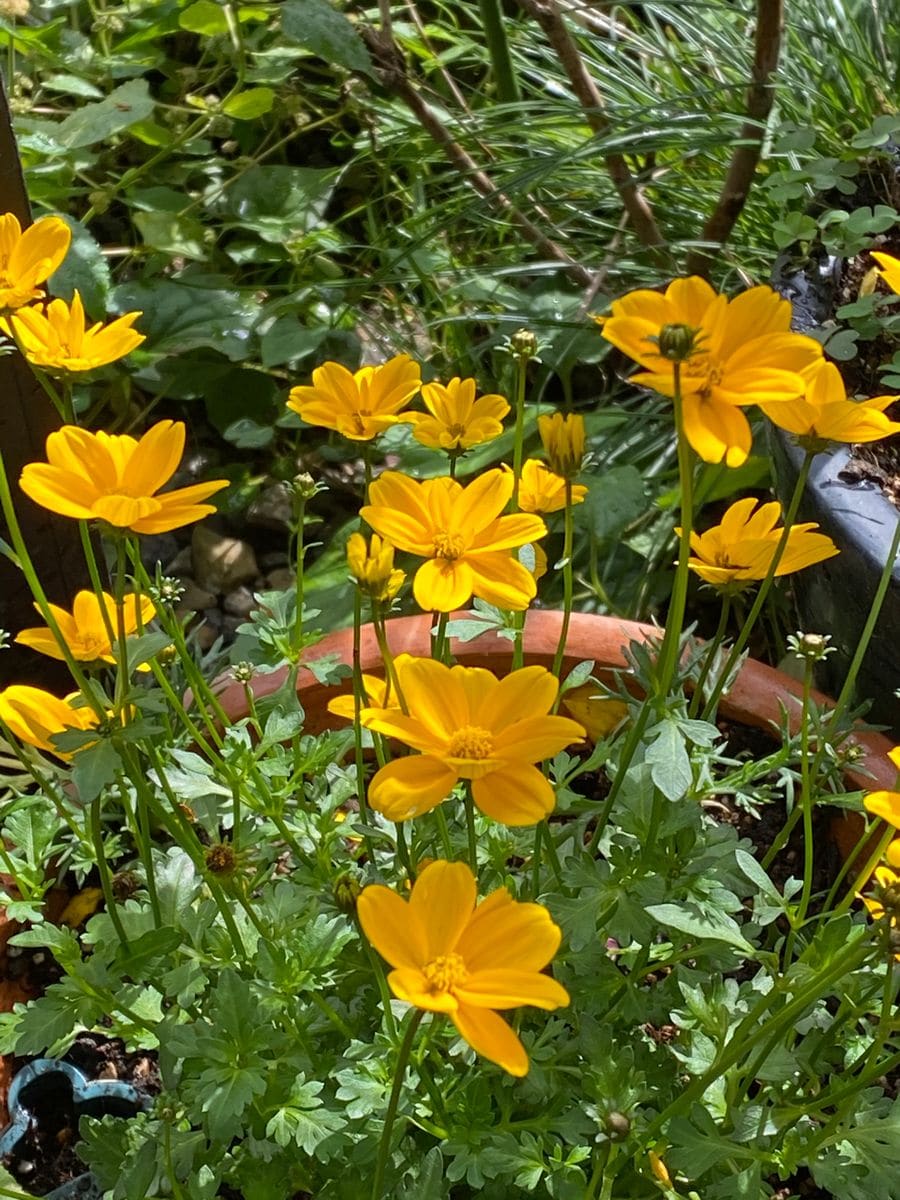 今日の花