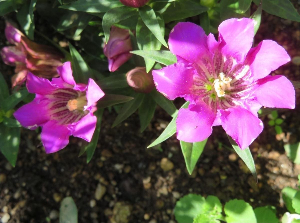 🌻今日の花たち🌻その158