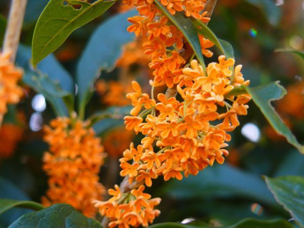 オールドカメラで花を撮る～LEICAレンズ