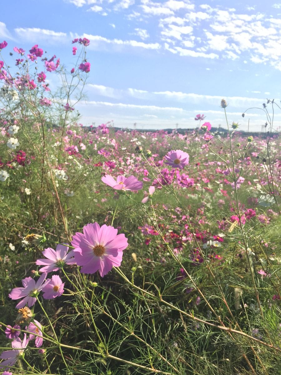 帰り道の前向花畑