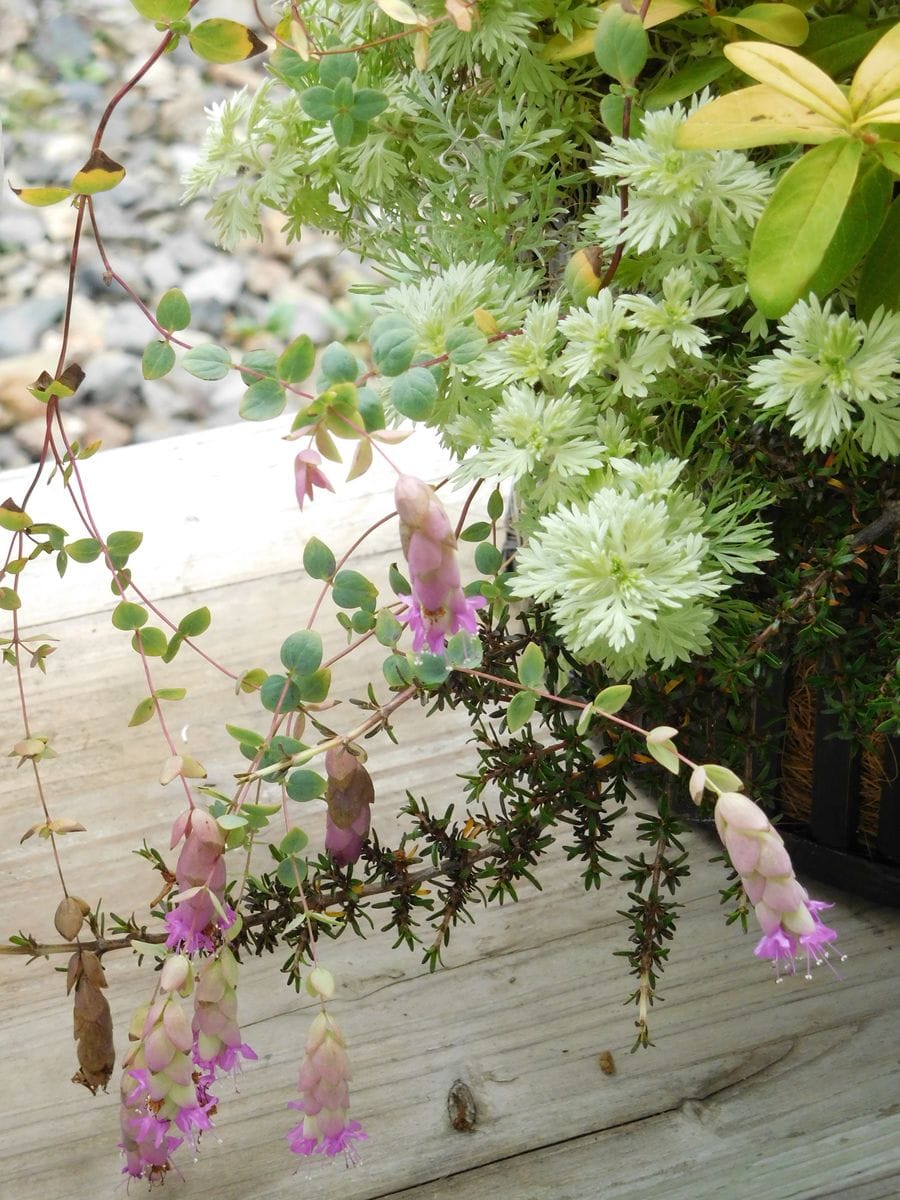 グラスで寄せ植え