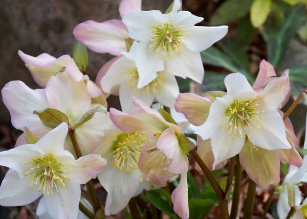 振り返り オーストラリアの花たち①