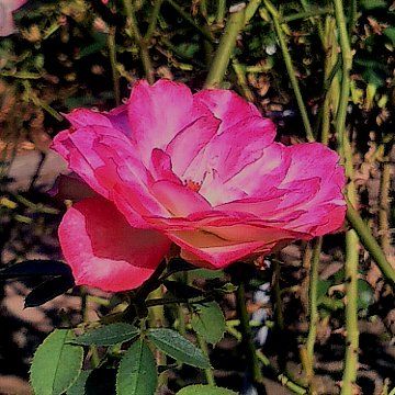 続・須和田公園のバラ