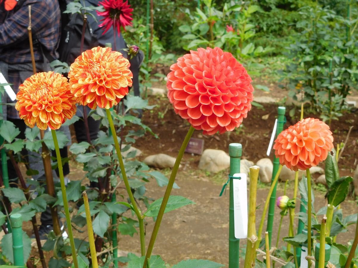 秋バラの神代植物公園