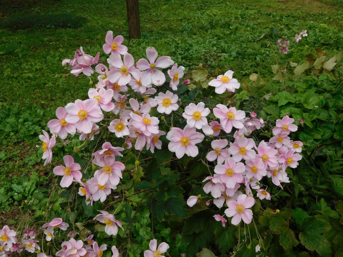 秋バラの神代植物公園