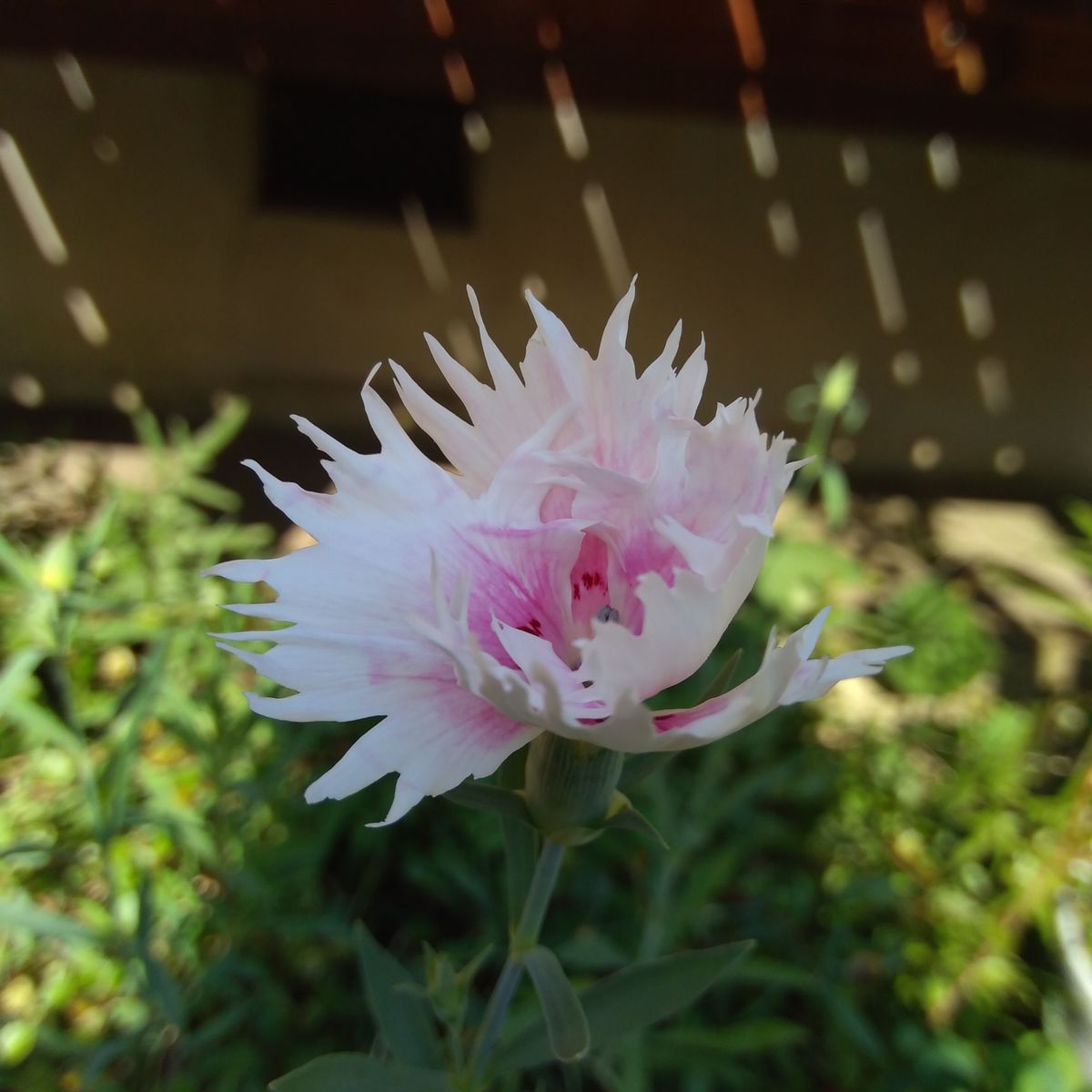 庭の花 56  撫子