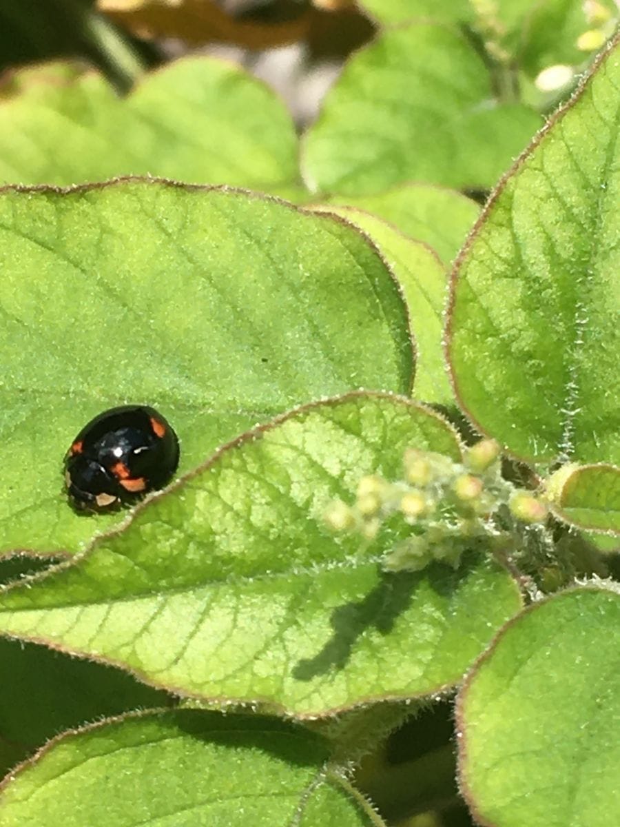 パンビオが欲しかったけど　※虫画像あり