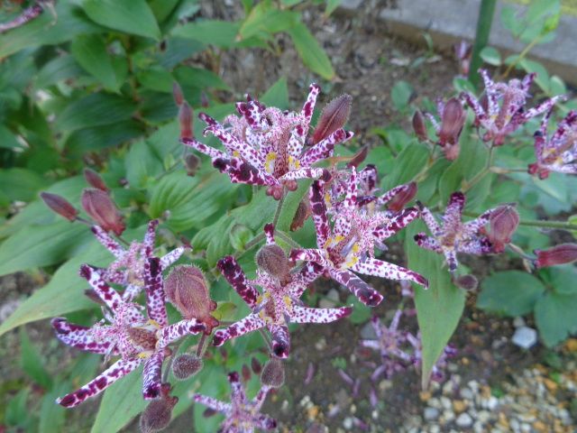 落花生と実家の花