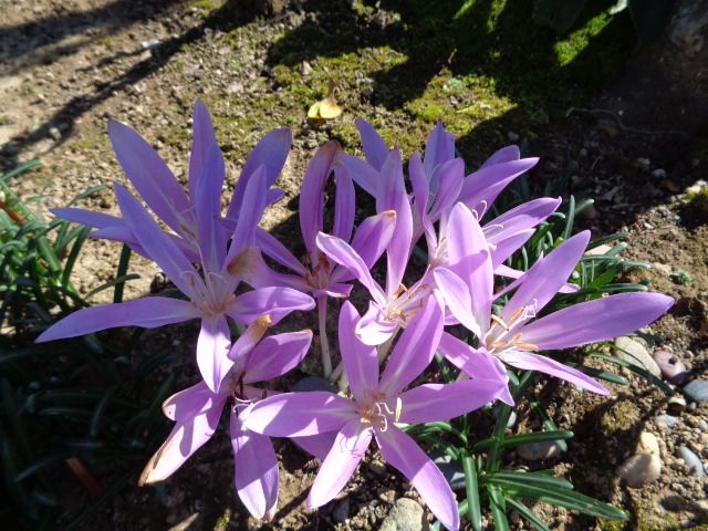 落花生と実家の花