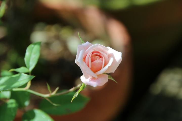 お花に囲まれて😊