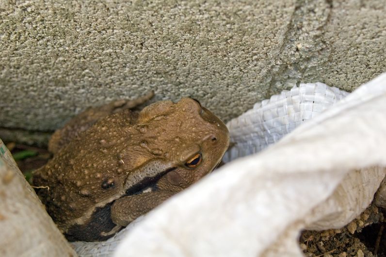 アズマヒキガエル　Bufo japonicus formosus