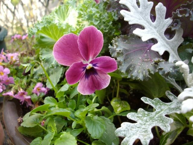 ハイビスカスと寄せ植え