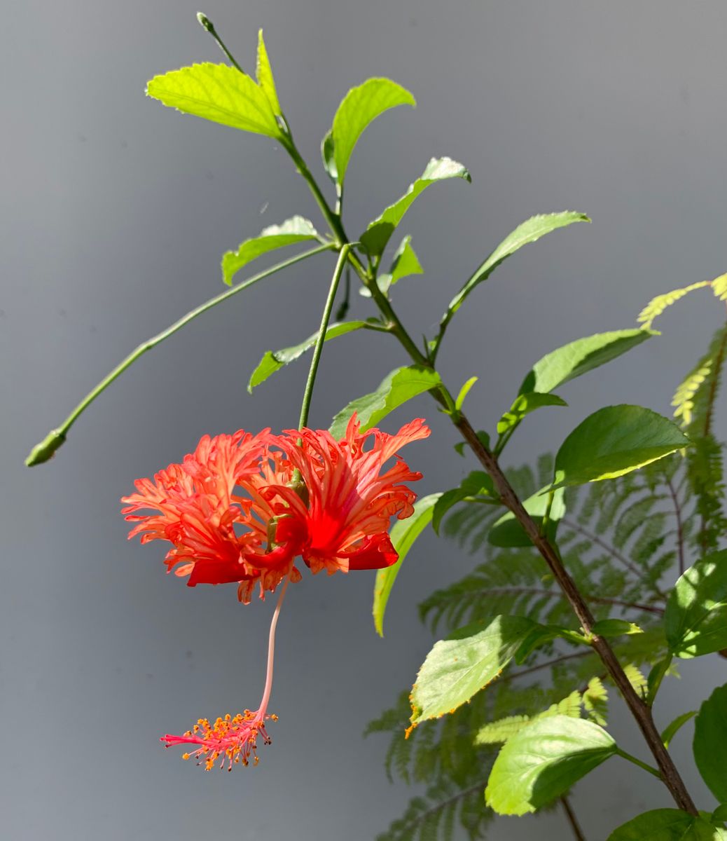 今日の花