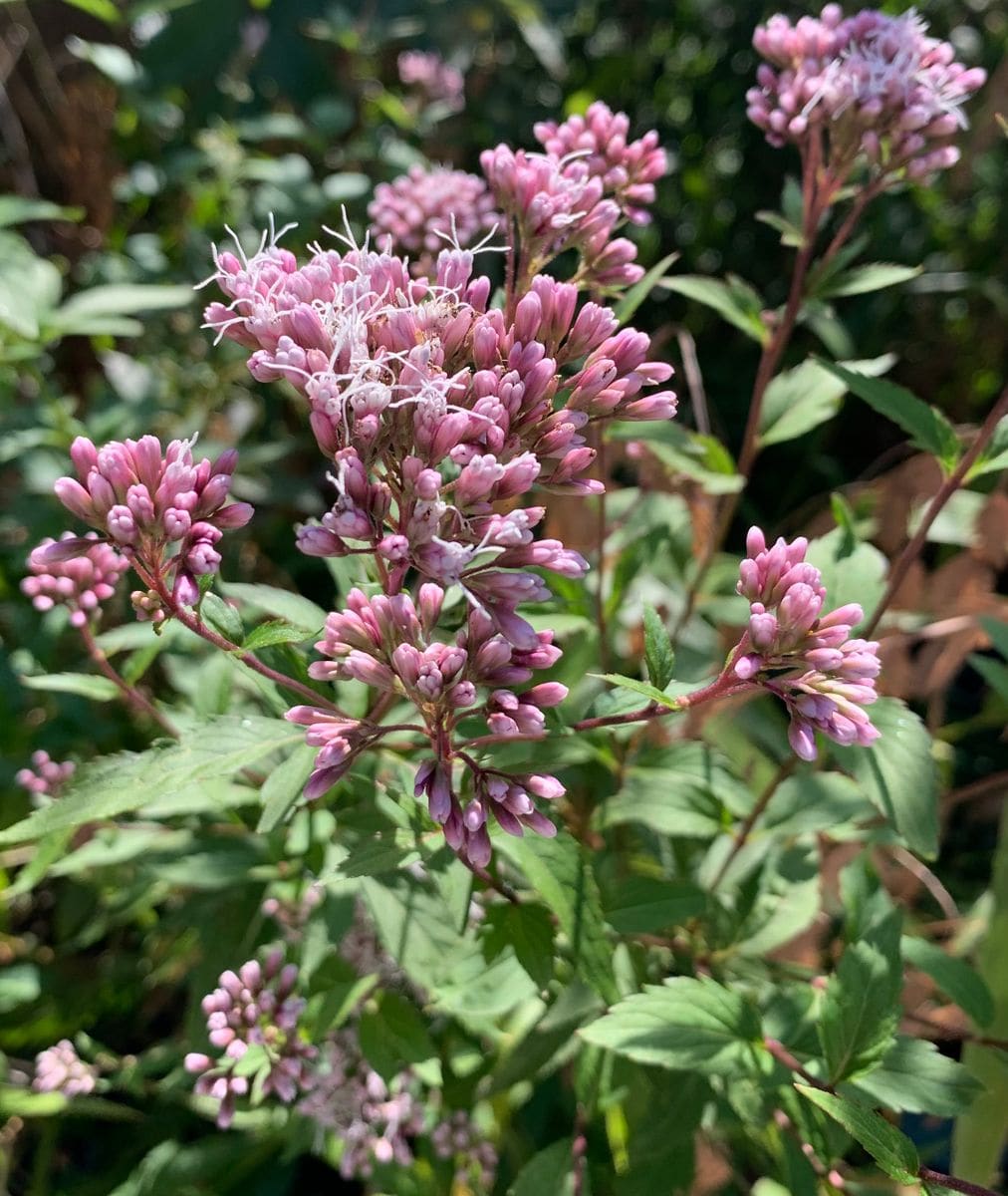 今日の花