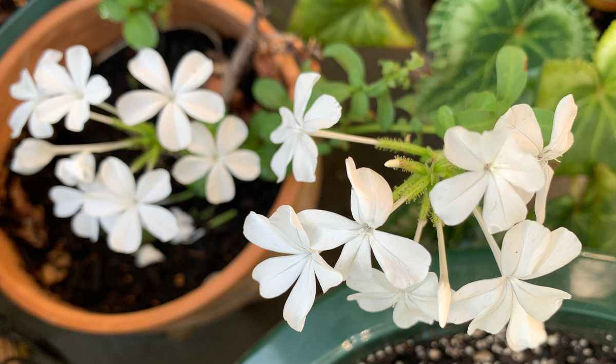 今日の花