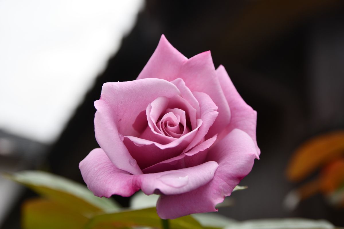 ７年前に芽つぎしたバラ、青空