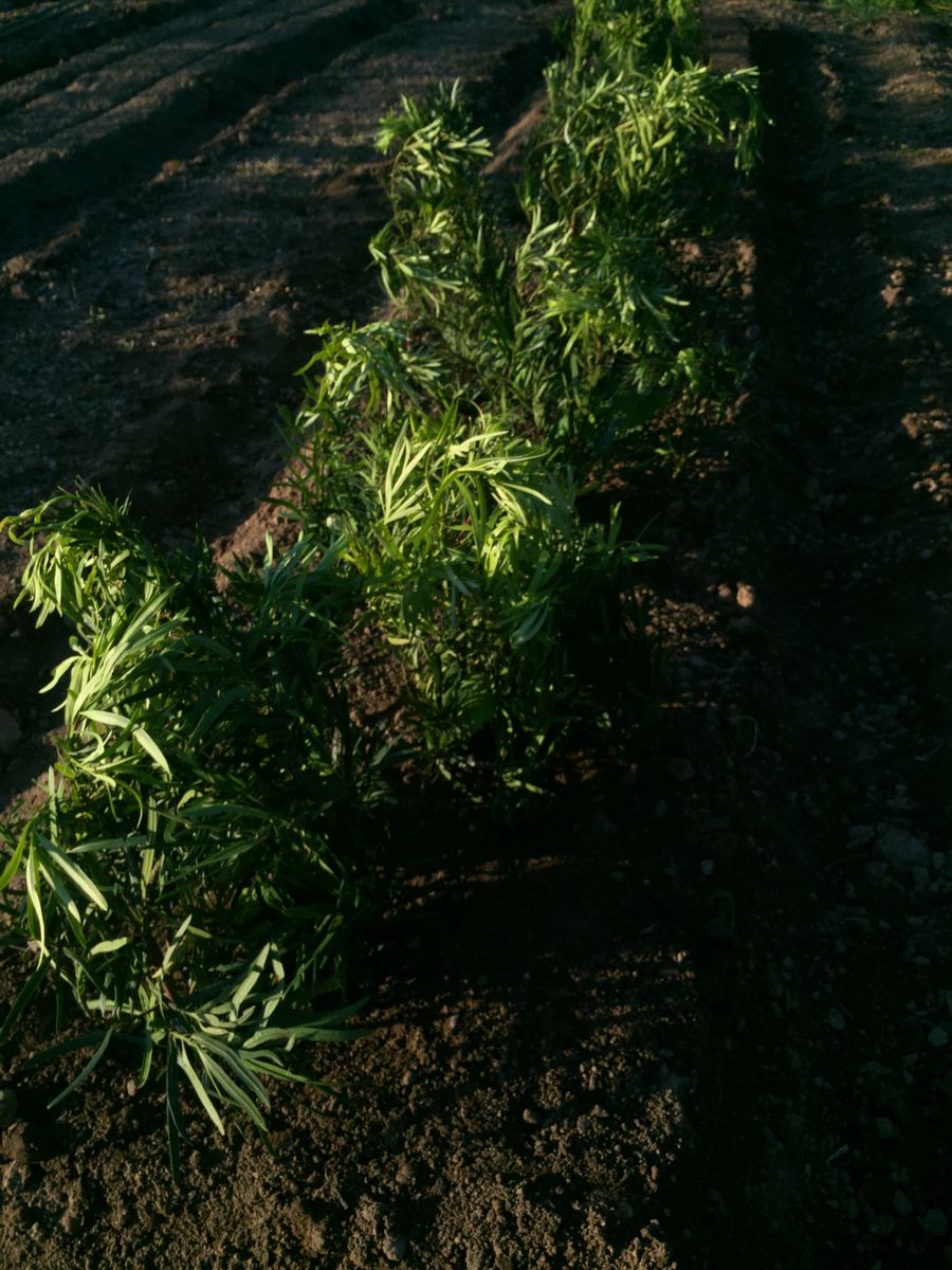 農園だより〜種蒔きと植えつけ〜