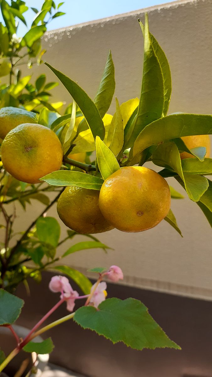 ふくおかルーバルガーデン3～秋🍂🍎🍁の***  庭便り～空には鱗雲、みかん🍊の色づきも進んで❗