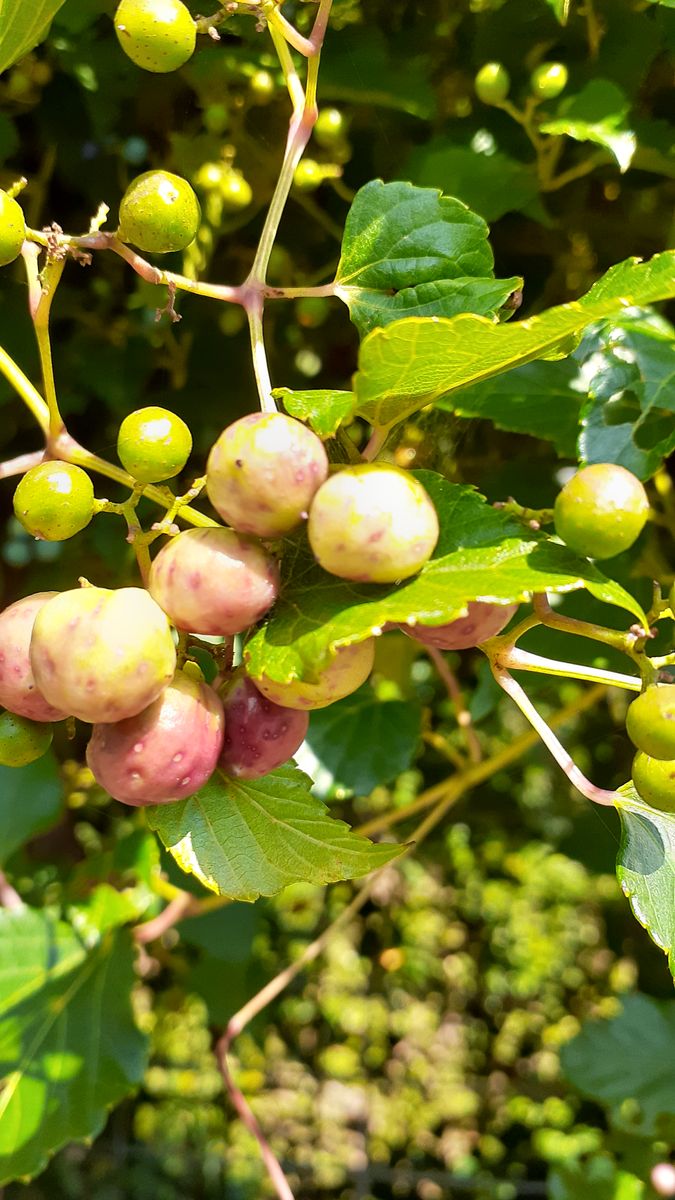 ふくおかルーバルガーデン3～秋🍂🍎🍁の***  庭便り～空には鱗雲、みかん🍊の色づきも進んで❗