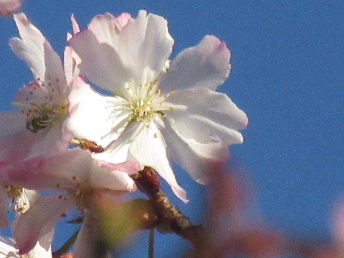 由愛(ゆめ)の花日記♪