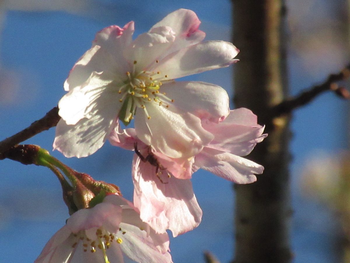 由愛(ゆめ)の花日記♪