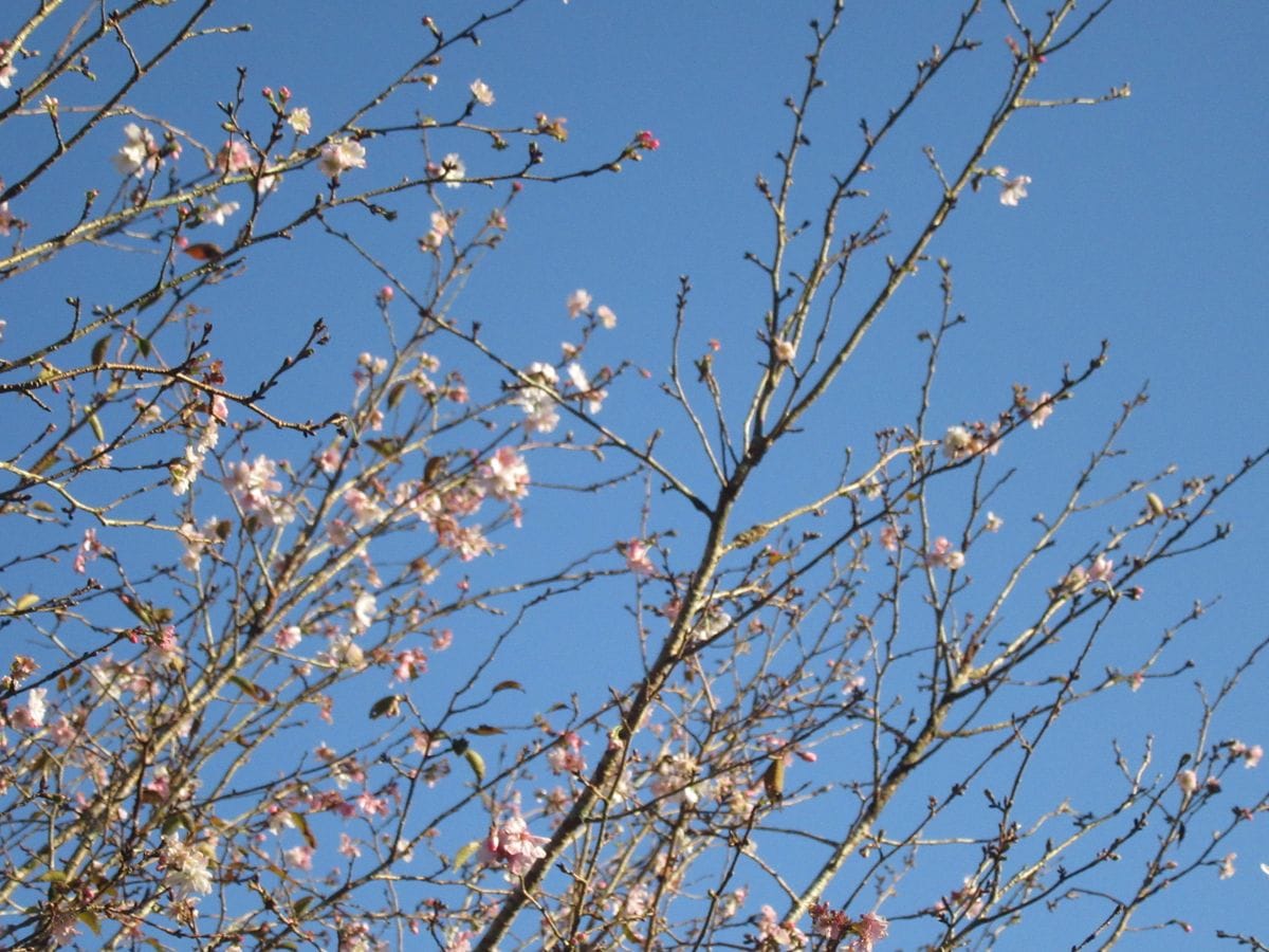 由愛(ゆめ)の花日記♪